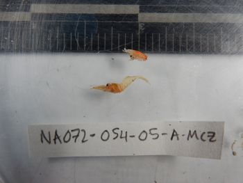 Media type: image; Invertebrate Zoology 139228